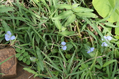 Commelina forskalaei